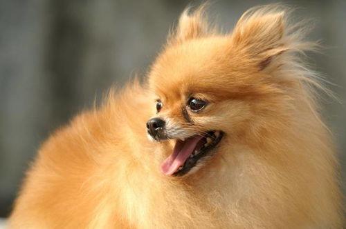 博美爆料新闻报道视频播放,揭秘视频播放背后的真相 第3张 博美爆料新闻报道视频播放,揭秘视频播放背后的真相 第3张