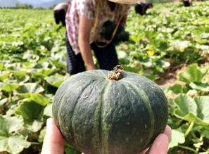 抖音康县网红吃瓜,抖音美食之旅 第3张 抖音康县网红吃瓜,抖音美食之旅 第3张